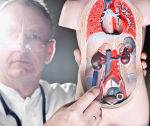 Urology stock-photo-54679114-medicine-pointing-at-kidney[1]