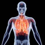 The Lungs. 3D rendered anatomical illustration.