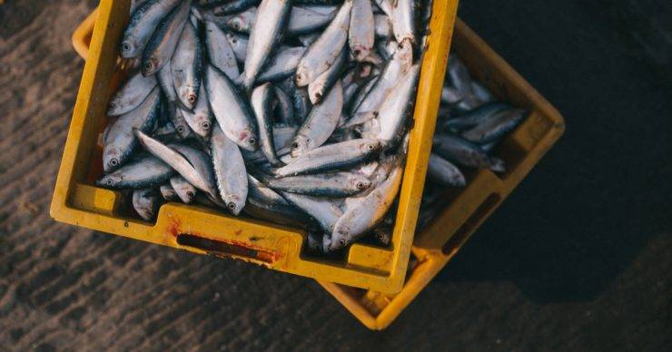 Fish fraudsters get put in their plaice